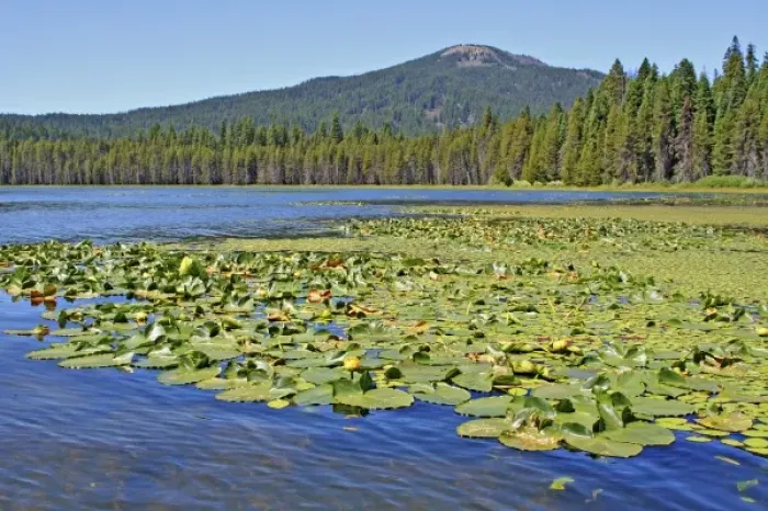 Framed Print : Ecological succession aquatic plants to pine trees Lake of the Woods, Oregon Framed Print : Ecological succession aquatic plants to pine trees Lake of the Woods, Oregon