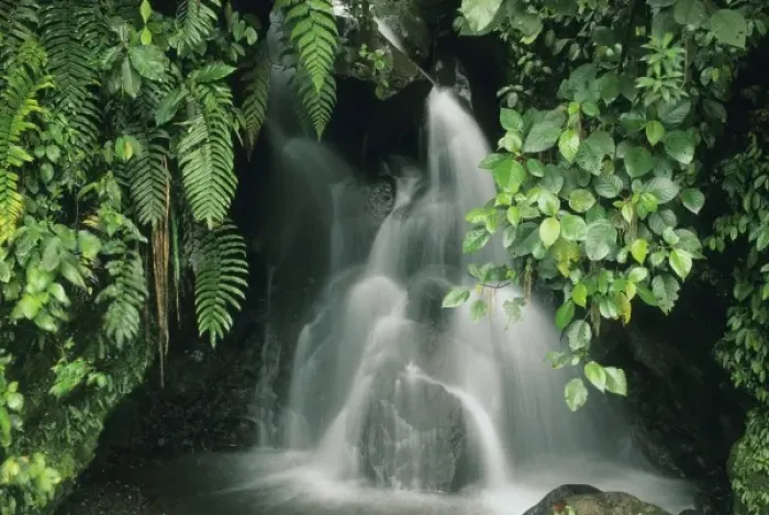 Framed Print : Ecuador, Andes, Cayambe-Coca Nature Reserve, 1400m, small rainforest stream Framed Print : Ecuador, Andes, Cayambe-Coca Nature Reserve, 1400m, small rainforest stream