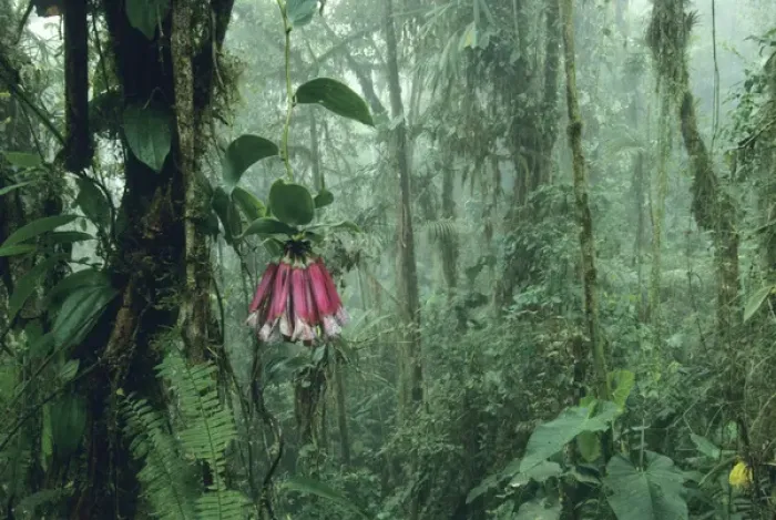 Framed Print : Ecuador, Andes Mountains, 2700m, Cloud Forest, western slope, Bomarea flower with vine