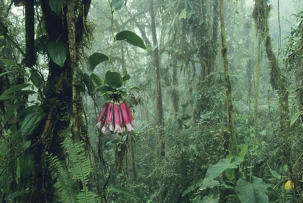 Ecuador, Andes Mountains, 2700m, Cloud Forest, western slope, Bomarea flower with vine