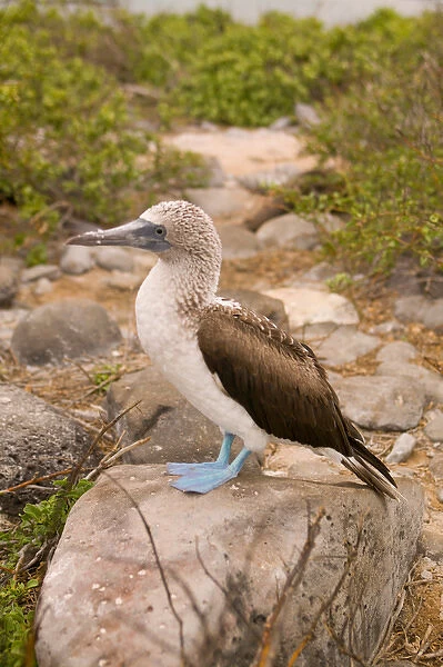 Ecuador, Espanola Island, Galapagos Islands National Park, Punta Suarez, Blue-footed Booby