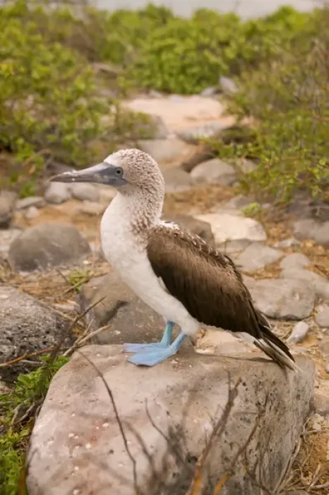 Framed Print : Ecuador, Espanola Island, Galapagos Islands National Park, Punta Suarez, Blue-footed Booby