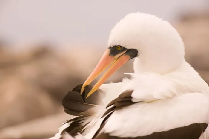 Framed Print : Ecuador, Espanola Island, Galapagos Islands National Park, Punta Suarez, Masked Booby