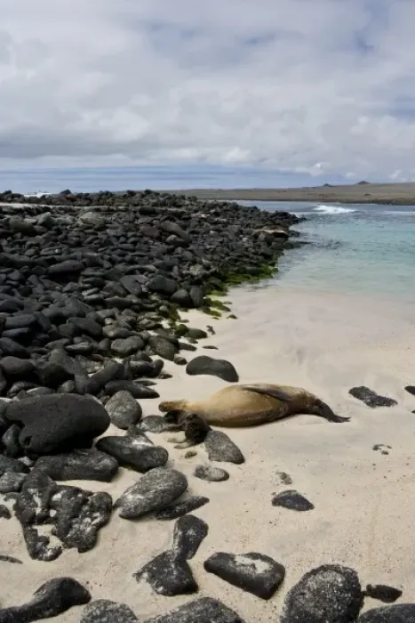 Framed Print : Ecuador. A female sea lion and her young pup rest on a beach in the Galapagos Islands Framed Print : Ecuador. A female sea lion and her young pup rest on a beach in the Galapagos Islands