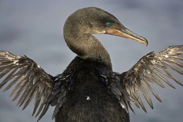 Ecuador. Flightless Cormorant drying out its stunted wings on Fernanadina Island in the Galapagos