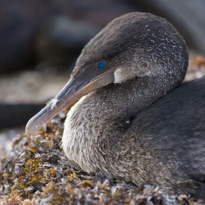 Framed Print : Ecuador. Flightless Cormorant sitting on a nest of seaweed on Fernanadina Island in the Galapagos Framed Print : Ecuador. Flightless Cormorant sitting on a nest of seaweed on Fernanadina Island in the Galapagos