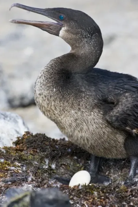 Framed Print : Ecuador. Flightless Cormorant sitting on a nest of seaweed on Fernanadina Island in the Galapagos Framed Print : Ecuador. Flightless Cormorant sitting on a nest of seaweed on Fernanadina Island in the Galapagos