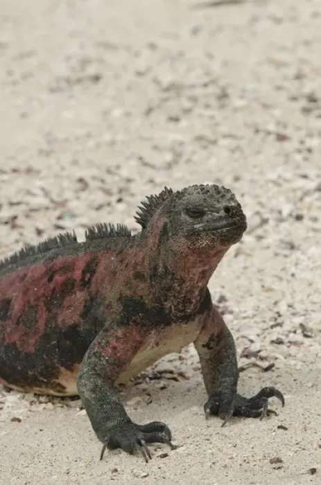 Framed Print : Ecuador, Galapagos, Espanola, Punta Suarez. Endemic subspecies of marine iguana (Wild
