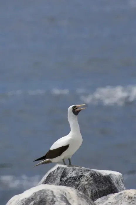 Framed Print : Ecuador, Galapagos. Espanoloa (aka Hood), Punta Suarez. Nazca Booby aka Masked booby