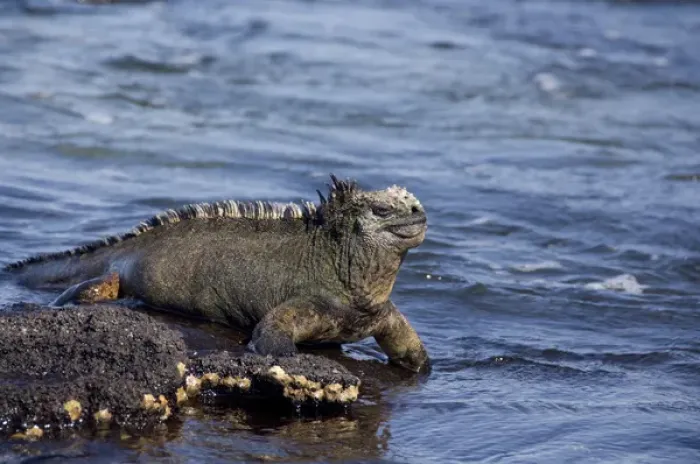 Framed Print : Ecuador, Galapagos. Fernandina Island (aka Narborough), Punta Espinosa area. Marine Iguana (WILD Framed Print : Ecuador, Galapagos. Fernandina Island (aka Narborough), Punta Espinosa area. Marine Iguana (WILD