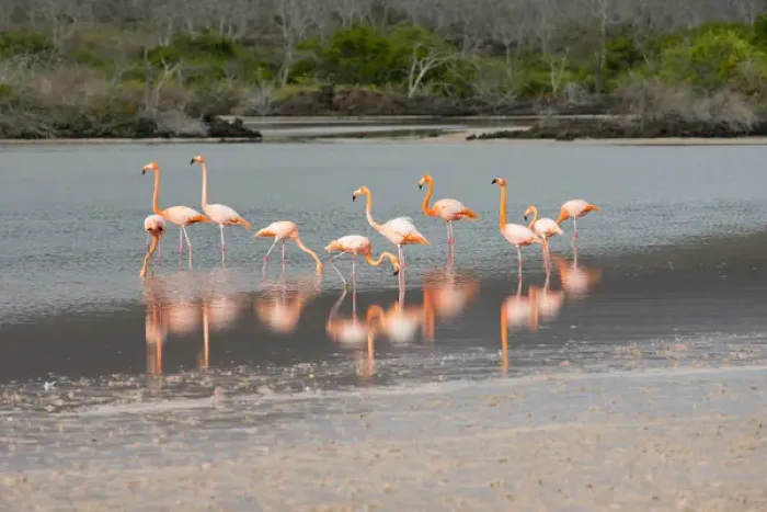 Framed Print : Ecuador, Galapagos, Floreana, Punta Cormoran. Flamingo lagoon, Greater flamingos