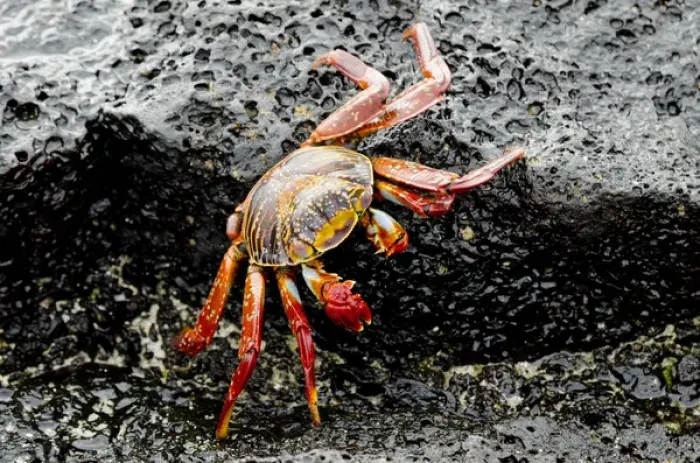 Framed Print : Ecuador, Galapagos, Floreana, Punta Cormoran. Colorful Sally lightfoot crab (wild