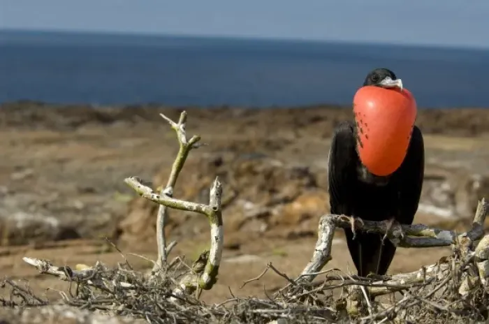 Framed Print : Ecuador, Galapagos, Genovesa Island. Prince Philips Steps nature trail. Male Framed Print : Ecuador, Galapagos, Genovesa Island. Prince Philips Steps nature trail. Male