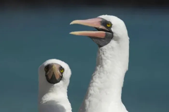 Framed Print : Ecuador, Galapagos. Genovesa Island aka Tower, Darwin Bay. Nazca booby aka Masked booby (WILD