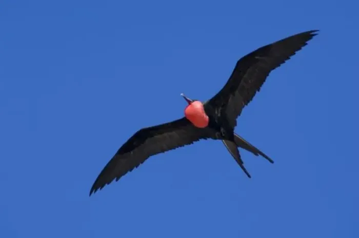 Framed Print : Ecuador, Galapagos. Genovesa Island aka Tower, Darwin Bay. Great Frigatebird (M) in flight (WILD