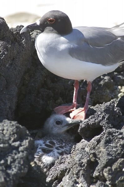 Ecuador, Galapagos. Genovesa Island aka Tower, Darwin Bay beach. Swallow-tailed gull mother & chick
