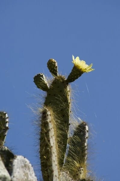 Ecuador, Galapagos. Genovesa Island aka Tower, Darwin Bay. Giant Prickly Pear Cactus