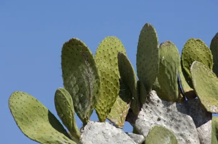 Framed Print : Ecuador, Galapagos. Genovesa Island aka Tower, Darwin Bay. Giant Prickly Pear Cactus