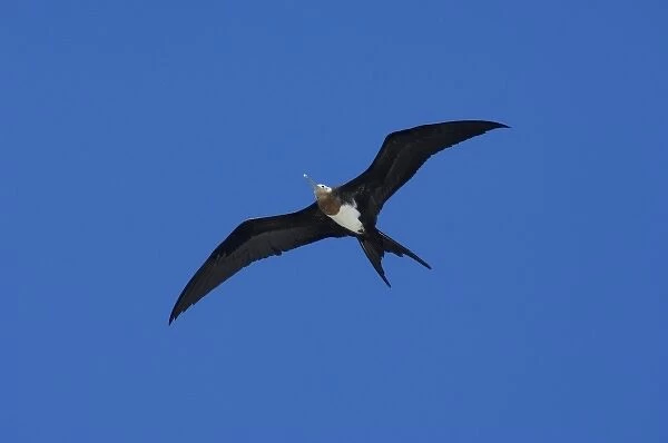 Ecuador, Galapagos. Genovesa Island aka Tower, Darwin Bay. Great Frigatebird (F) in flight (WILD