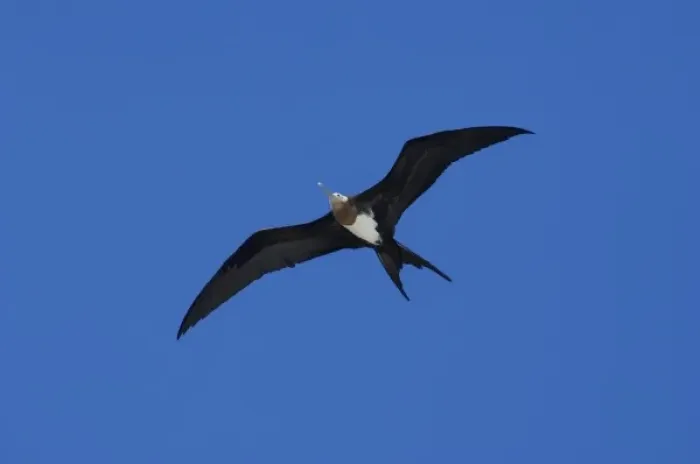 Framed Print : Ecuador, Galapagos. Genovesa Island aka Tower, Darwin Bay. Great Frigatebird (F) in flight (WILD Framed Print : Ecuador, Galapagos. Genovesa Island aka Tower, Darwin Bay. Great Frigatebird (F) in flight (WILD