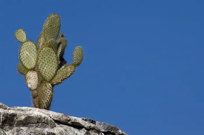 Framed Print : Ecuador, Galapagos. Genovesa Island aka Tower, Darwin Bay. Giant Prickly Pear Cactus Framed Print : Ecuador, Galapagos. Genovesa Island aka Tower, Darwin Bay. Giant Prickly Pear Cactus
