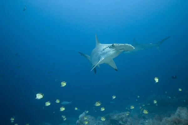 Ecuador, Galapagos Islands, Darwin Island, Underwater view of Hammerhead Sharks