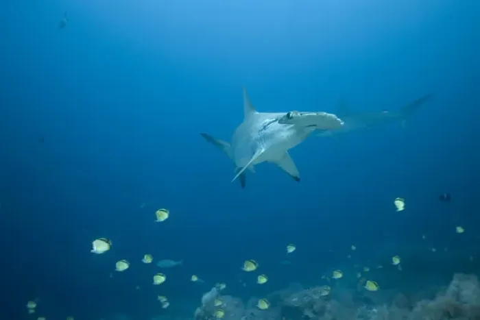 Framed Print : Ecuador, Galapagos Islands, Darwin Island, Underwater view of Hammerhead Sharks Framed Print : Ecuador, Galapagos Islands, Darwin Island, Underwater view of Hammerhead Sharks