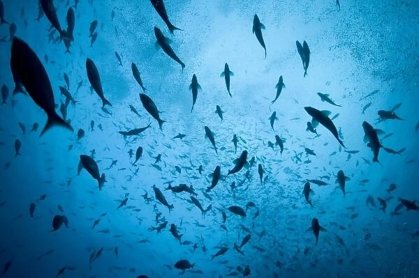 Ecuador, Galapagos Islands, Darwin Island, Underwater view of schooling fish