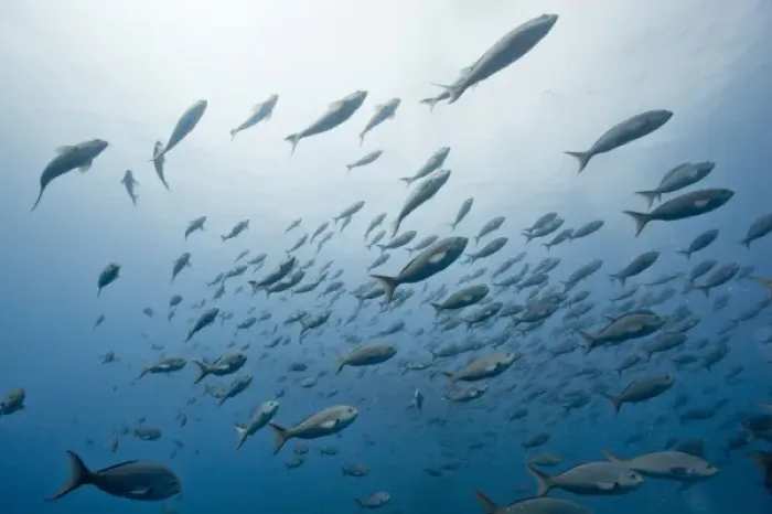 Framed Print : Ecuador, Galapagos Islands, Darwin Island, Underwater view of schooling fish