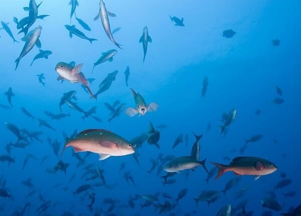 Ecuador, Galapagos Islands, Darwin Island, Underwater view of schooling Pacific Creolefish