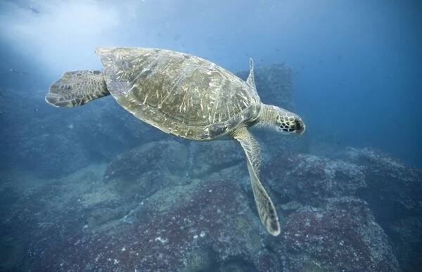 Ecuador, Galapagos Islands, Darwin Island, Underwater view of Pacific Sea Turtle