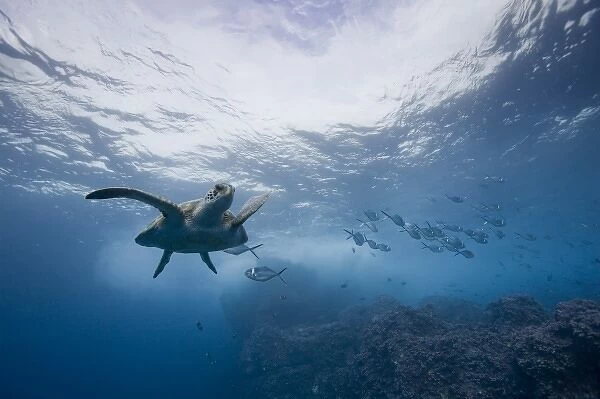 Ecuador, Galapagos Islands, Darwin Island, Underwater view of Pacific Sea Turtle