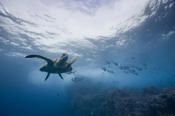 Framed Print : Ecuador, Galapagos Islands, Darwin Island, Underwater view of Pacific Sea Turtle Framed Print : Ecuador, Galapagos Islands, Darwin Island, Underwater view of Pacific Sea Turtle