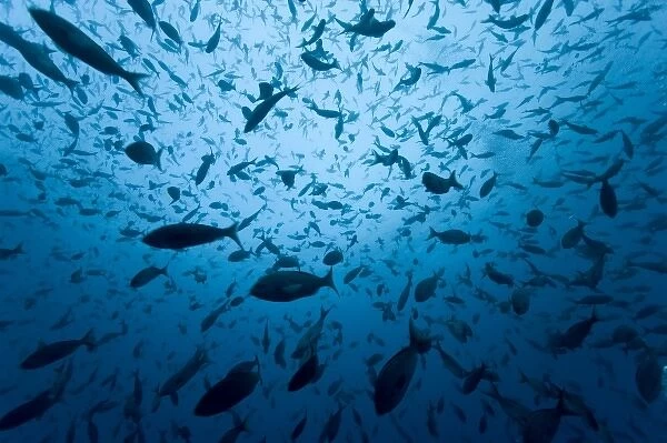 Ecuador, Galapagos Islands, Darwin Island, Underwater view of schooling fish