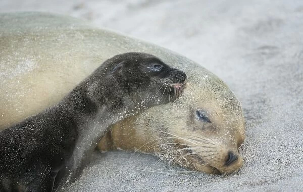 Ecuador, Galapagos Islands, Espanola Island. Sea-lion newborn pup thinks moms ear is teat