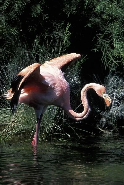 Ecuador, Galapagos Islands, Flamingo (Phoenicopterus ruber) standing in lagoon near
