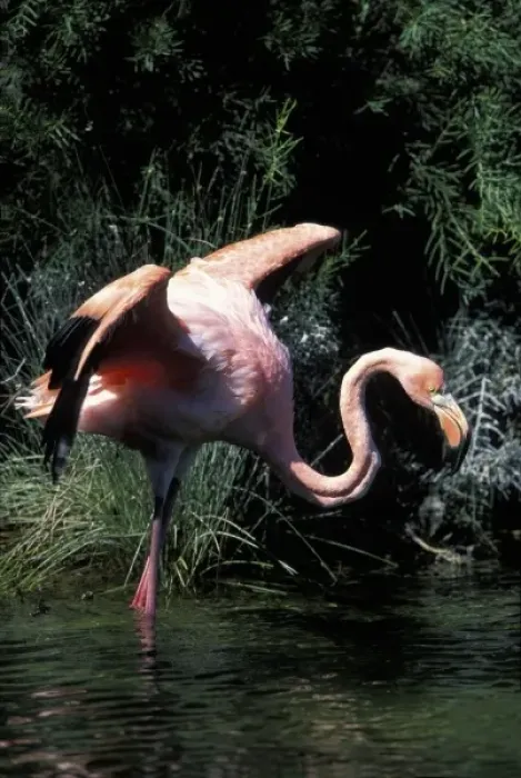 Framed Print : Ecuador, Galapagos Islands, Flamingo (Phoenicopterus ruber) standing in lagoon near Framed Print : Ecuador, Galapagos Islands, Flamingo (Phoenicopterus ruber) standing in lagoon near