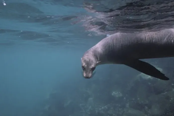 Framed Print : Ecuador, Galapagos Islands, Galapagos Sea Lion (Zalophus californianus) swimming