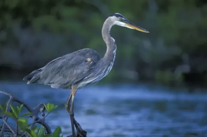 Framed Print : Ecuador, Galapagos Islands, Great Blue Heron (Ardea herodias) resting on branch near Framed Print : Ecuador, Galapagos Islands, Great Blue Heron (Ardea herodias) resting on branch near