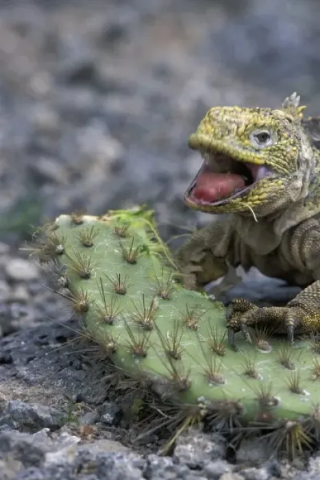Framed Print : Ecuador, Galapagos Islands, Land Iguana (Conolophus subcristatus) feeding on Opuntia Framed Print : Ecuador, Galapagos Islands, Land Iguana (Conolophus subcristatus) feeding on Opuntia
