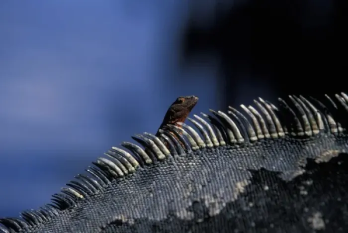 Framed Print : Ecuador, Galapagos Islands, Lava Lizard (Microlophus albemarlensis) sitting on Marine Framed Print : Ecuador, Galapagos Islands, Lava Lizard (Microlophus albemarlensis) sitting on Marine
