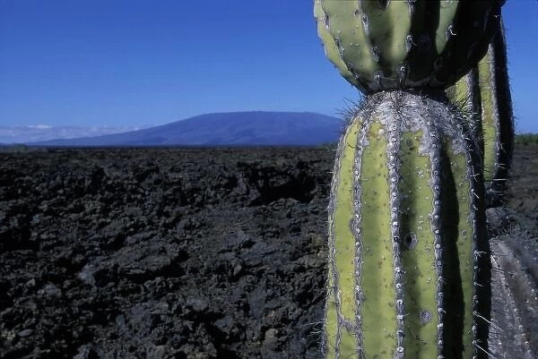 Ecuador, Galapagos Islands, Lone cactus and Cerro Azul volcano in barren landscape