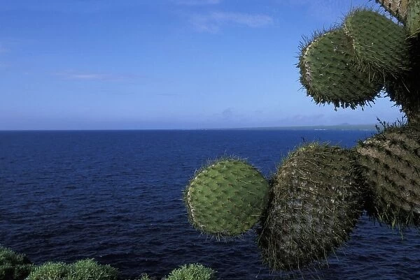 Ecuador, Galapagos Islands, Lone cactus on steep cliff above Pacific Ocean on Plaza
