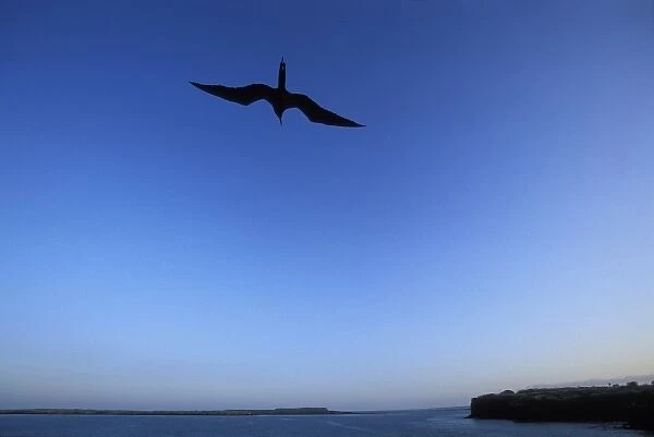 Ecuador, Galapagos Islands, Magnificent Frigatebird (Fregata magnificens) flying