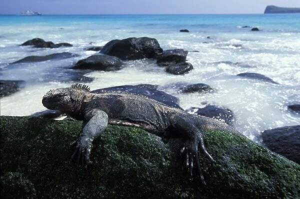 Ecuador, Galapagos Islands, Marine Iguana (Amblyrhynchus cristatus) resting in morning