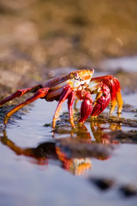 Framed Print : Ecuador, Galapagos Islands National Park, Puerto Egas, Sally Lightfoot Crabs (Grapsus
