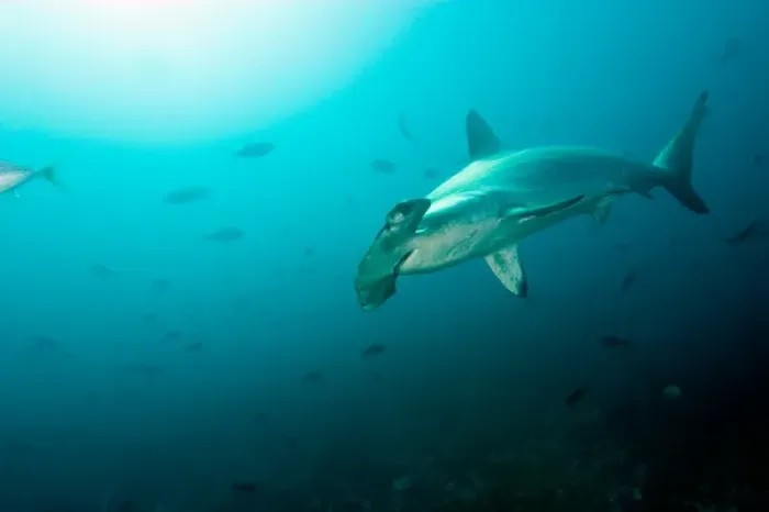 Framed Print : Ecuador, Galapagos Islands National Park, Scalloped Hammerhead Shark (Sphyrna lewini)