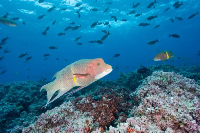 Framed Print : Ecuador, Galapagos Islands National Park, Spanish Hogfish (Bodianus diplotaenia) Framed Print : Ecuador, Galapagos Islands National Park, Spanish Hogfish (Bodianus diplotaenia)
