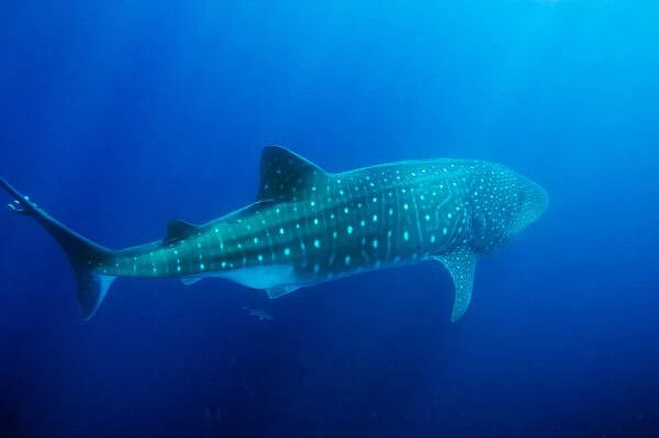 Ecuador, Galapagos Islands National Park, Whale Shark (Rhincodon typus)