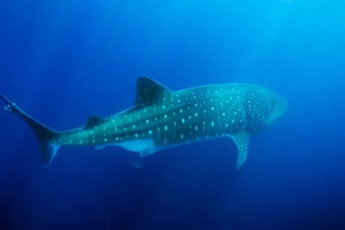Framed Print : Ecuador, Galapagos Islands National Park, Whale Shark (Rhincodon typus) Framed Print : Ecuador, Galapagos Islands National Park, Whale Shark (Rhincodon typus)